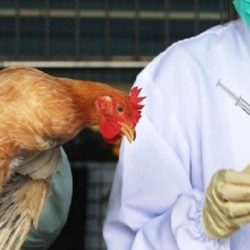 ۱۰۰ درصد گله‌های مرغ تخم گذار ۲ نوبت واکسینه شدند