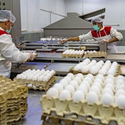 رئیس اتحادیه مرغداران مرغ تخم‌گذار خراسان رضوی گفت: تولیدکنندگان مرغ با کمبود کنجاله سویا رو به رو بوده و به اجبار آن را در بازار سیاه بالاتر از قیمت مصوب خریداری می‌کنند.