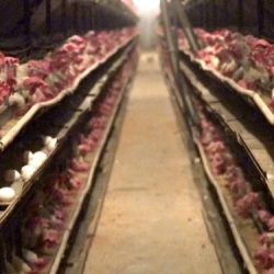 معاون بهبود تولیدات دامی سازمان جهاد کشاورزی اصفهان گفت: طرح مرغ‌های تخم‌گذار را ممیزی و اشکالات ساختاری و سخت‌افزاری را رفع کرده‌ایم که باعث شد در بحث تولید تخم‌مرغ رشد قابل‌توجهی داشته باشیم، همین روند را در مرغ‌های گوشتی آغاز کردیم.