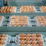 صادرات تخم‌مرغ به ۱۱۲ هزار تن رسید.