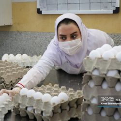 معاون بهبود تولیدات دامی سازمان جهاد کشاورزی چهارمحالوبختیاری گفت: ۸ واحد مرغ تخم گذار در استان وجود دارد که می توان از این ظرفیت برای تولید تخم مرغ غنی شده با اسید فولیک که یکی از غذاهای فراسودمند با تقاضا بالای جهانی است استفاده کرد