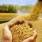 تخلیه بیش از ۹۵۰ هزار تن نهاده دامی در بندر امام خمینی(ره)
