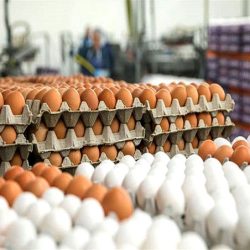 مرکز آمار ایران نوسان قیمتی محصولات کشاورزی در تیرماه نسبت به ماه گذشته را اعلام کرد.