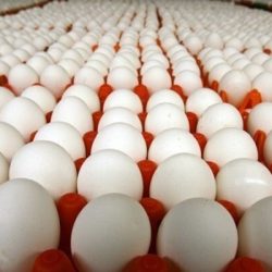 اتحادیه مرکزی مرغداران میهن طی نامه ای به وزیر جهاد کشاورزی خواستار تغییر قیمت تخم مرغ شده است.