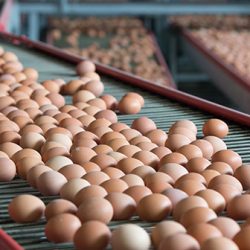 Sunrise Eggs فروش 27.2 میلیون پوندی را در سال منتهی به 30 ژوئن 2023 گزارش کرده است.