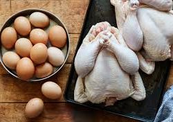 مهدی معصومی/فعال صنعت طیور برای نجات صنعت طیور دو راهکار برای دولت چهاردهم پیشنهاد میکنم.