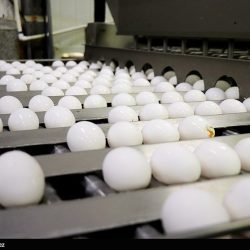 رئیس سازمان جهاد کشاورزی استان قم گفت: یکی از بخشهای سرمایهگذاری در حوزه کشاورزی، توسعهی گلخانههاست که در شرایط مطلوب شهرستان قم و جعفرآباد با هدفگذاری انجام شده، سالانه ۱۰ هکتار به سطح زیر کشت گلخانهای استان اضافه میشود.