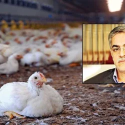 بر اساس آمارهای موجود اما بدون راستی آزمایی و به روز شدن ، صنعت دام و طیور کشور پس از صنعت نفت و گاز دومین سقف سرمایه گذاری ساختاری و جاری را به خود اختصاص داده است.