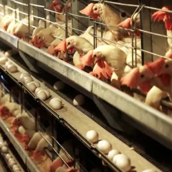 به گفته یک عضو هیات نمایندگان اتاق بازرگانی ایران وزارت جهاد کشاورزی هیچ ابلاغیه رسمی مبنی بر ممنوعیت صادرات مرغ منتشر نکرده اما در عمل مجوز صادرات هم نمی‌دهد.