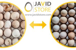 بهبود کیفیت پوسته تخم مرغ