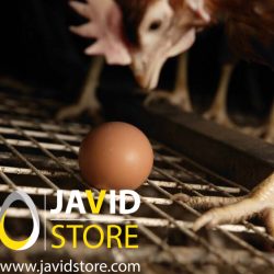 رویکردهای عملی برای کیفیت مطلوب تخم مرغ