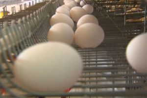 Egg King جدیدترین میلیاردر برزیل در فهرست فوربس