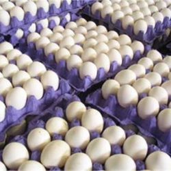 رئیس هیئت مدیره اتحادیه مرغداران گفت: براساس آمار از ابتدای سال تاکنون ۹۰ هزارتن تخم مرغ به بازارهای هدف صادر شده که نسبت به سال قبل ۵ درصد رشد داشته است.