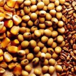 بازار جهانی نهاده های دامی، غلات و دانه های روغنی در سال 2024 متاثر از تغییرات اقلیمی و اوضاع ژئوپلوتیکی جهانی به خصوص جنگ اوکراین و التهابات خاورمیانه سالی پر تنش را پشت سر گذاشت که بدون شک بر بازار سال 2025 نیز تاثیر خواهد داشت.