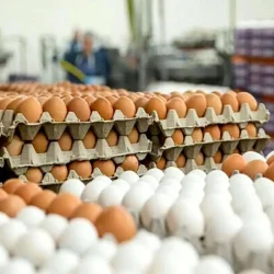 هزینه تمامشده تولید تخممرغ از قیمت آن در بازار پیشی گرفته است. این موضوع باعث متضرر شدن مرغداران و افزایش احتمال بالا رفتن قیمت تخم مرغ شده است.