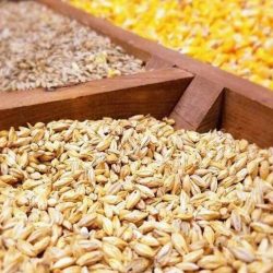 عضو اتحادیه واردکنندگان نهاده دام و طیور گفت: تاخیر ۵ ماهه تخصیص ارز به واردات نهادههای دامی منجر به مشکلات جدی در تامین مواد اولیه واحدهای تولیدی خواهد شد.