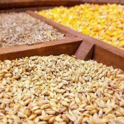 دبیر اتحادیه واردکنندگان نهادههای دامی با هشدار نسبت به ناهماهنگی میان بانک مرکزی و وزارت جهاد کشاورزی، تاخیر در تخصیص ارز را عاملی برای تشدید بحران در تامین نهادههای دامی و افزایش قیمت مرغ در ماههای آینده دانست.