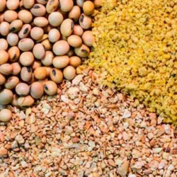 عضو اتاق بازرگانی ایران اظهار داشت: تعویق تخصیص ارز تا 15 فوریه، فرصت طلایی خرید نهاده های دامی از روسیه را از بین برد و در نهایت، شرکت‌های کوچک که از مسیر شمال کالا تامین می‌کردند، دچار اختلال شدند.