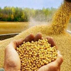 سالهاست که بولتن نیوز به عنوان یکی از رسانههای جسور در ایران، پرده از تخلفات و فسادهای اقتصادی برمیدارد؛ از ماجرای اختلاسهای کلان تا سوءاستفادههای پنهان در سیستمهای دولتی. یکی از موضوعاتی که این رسانه طی سالهای اخیر به طور مداوم به آن پرداخته، تخلفات گسترده در حوزه نهادههای دامی است؛ کالایی که مستقیماً با معیشت مردم و امنیت غذایی کشور گره خ