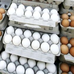 رئیس هیئت مدیره اتحادیه مرغداران میهن گفت: نرخ کنونی هرکیلو تخم مرغ درب مرغداری ۲۵ هزارتومان است که براین اساس ۱۲۰ درصد کمتر از نرخ مصوب سال قبل عرضه میشود.