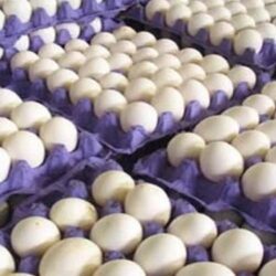 با نظارت بهداشتی دامپزشکی شهرستان قوچان، صادرات تخم مرغ به کشورهای منطقه در حال انجام است.