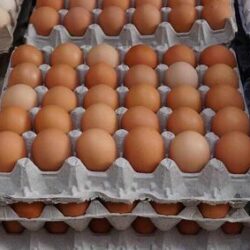 مدیرعامل اتحادیه مرغداران میهن گفت: اختلاف قیمت منطقی تخم مرغ درب مرغداری تا خرده فروشی برای مصرف کننده ۲۰ درصد است.