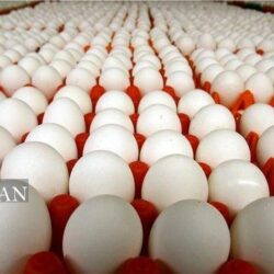 بازار تخممرغ این روزها با آشفتگی زیادی همراه است؛ از یکسو تولیدکنندگان نسبت به قیمت دستوری گلایه دارند و از سوی دیگر افزایش قیمتها باعث چالشهایی برای مصرفکنندگان شده است؛ رئیس هیئتمدیره اتحادیه مرغداران میهن میگوید اگر این روند ادامه یابد تولید تخممرغ صرفه اقتصادی خود را از دست میدهد.