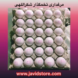 تخم مرغ ویژه شهر قم