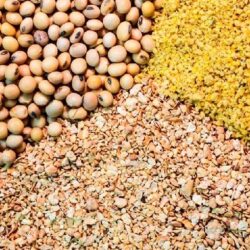۸۰ درصد از مکملهای خوراک دام کشور از طریق هرمزگان وارد میشود.