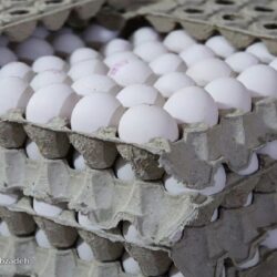 توزیع روزانه تخم مرغ در استانهای شمالی به ۲۰۰ تن رسید.