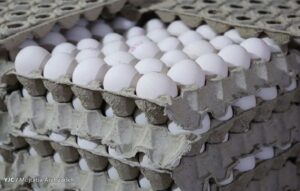 توزیع روزانه تخم مرغ در استانهای شمالی به ۲۰۰ تن رسید.