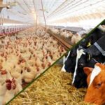 صادرات، اولویت اصلی عبور صنعت خوراک دام از رکود
