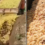 بررسی وضعیت اقتصادی مرغداری ها در آستانه عید و ماه رمضان/ گزارش هایی از ریختن جوجه‌ها در چاه به دلیل گرانی نهاده